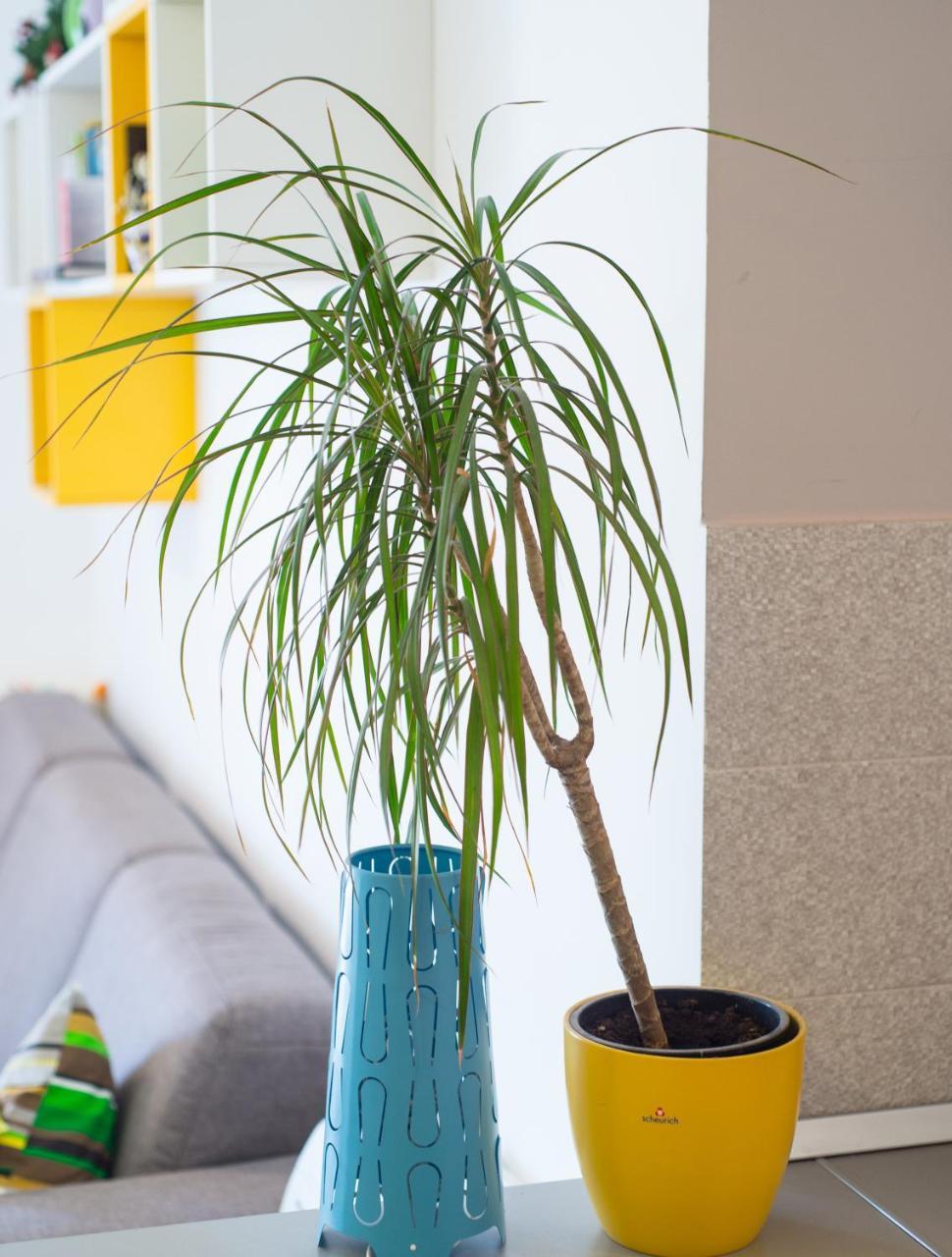 Apartment Lemon 莫斯塔尔 外观 照片
